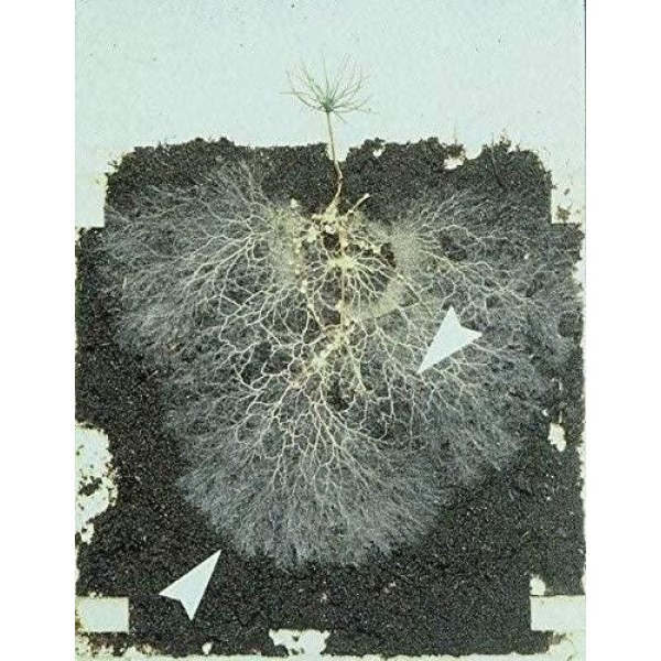Big Foot Organic Mycorrhizal Fungi Granular Endo Mycorrhizae Inoculant for Plant Root Growth. 1 tsp per Gallon pot during transplant, Includes Biochar, Worm Castings, Micronutrients Treat acres(50 lb)