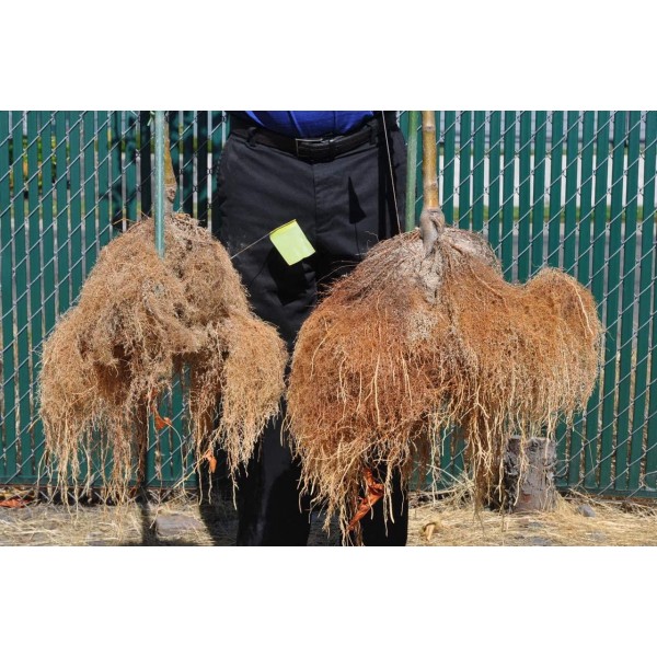 Big Foot Organic Mycorrhizal Fungi Granular Endo Mycorrhizae Inoculant for Plant Root Growth. 1 tsp per Gallon pot during transplant, Includes Biochar, Worm Castings, Micronutrients Treat acres(50 lb)