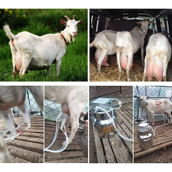 QHWJ Electric Goats Sheep Cows Milker Machine Pulsation Vacuum Small Family Farm Milking Kit with 5L Stainless Steel Milk Barrel,for Goat