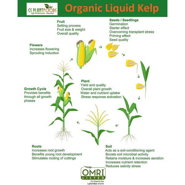 GS Plant Foods Organic Liquid Kelp Plant Fertilizer (5 Gallon) | Omri Organic Listed Seaweed & Kelp Fertilizer Solution | Kelp Seaweed Plant & Vegetable Growth Concentrate for Gardens, Lawns & Soil