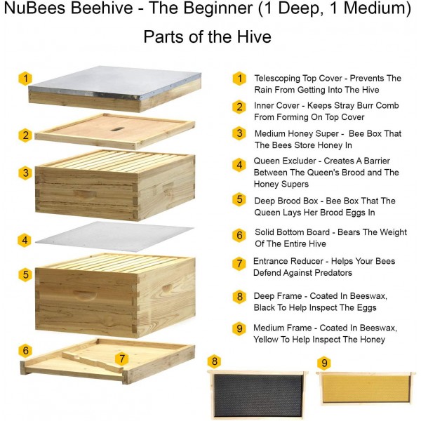 NuBee Starter 10 Frame Beehive Kit - Includes 1 Hive Body, 1 Super Box, Pine Frames, Wax Coated Foundations and More