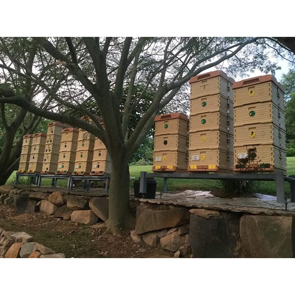 Apimaye Ergo Plus Langstroth Size Insulated Bee Hive Set [No Frames Included] (Orange)